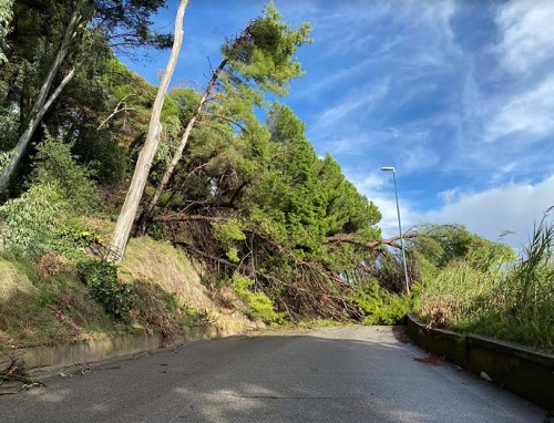 Salerno: il maltempo fa cadere alberi sulla strada per Giovi - Salernonotizie.it